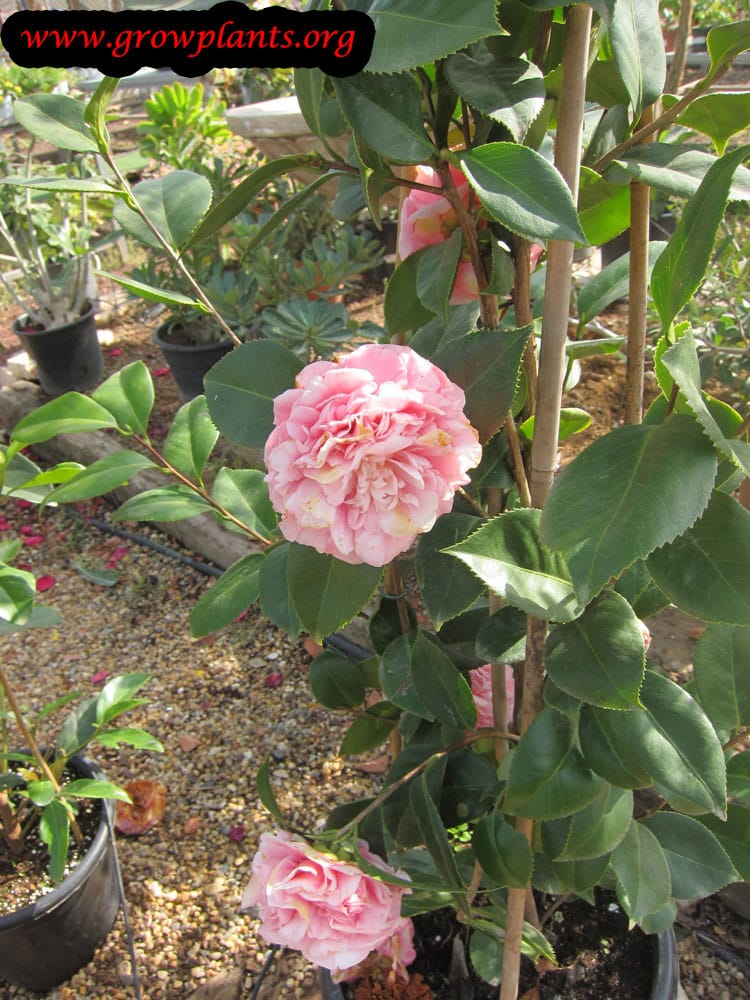 Camellia Japonica How to grow & care