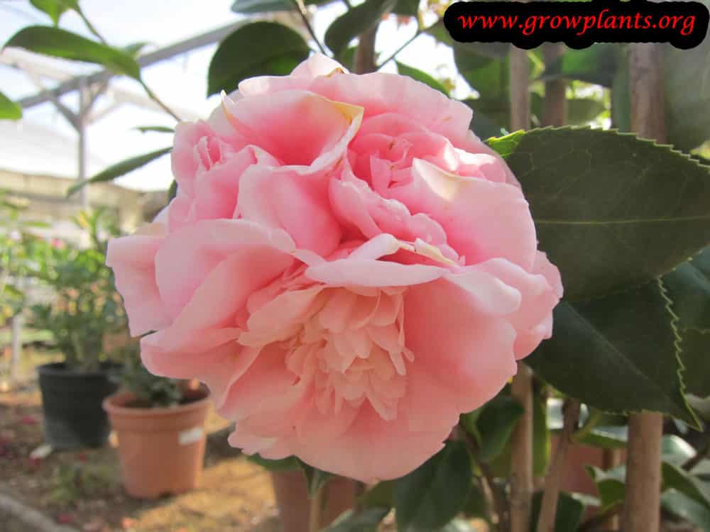 Camellia Japonica How to grow & care