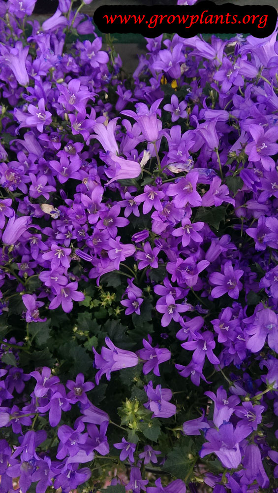 Campulana plant