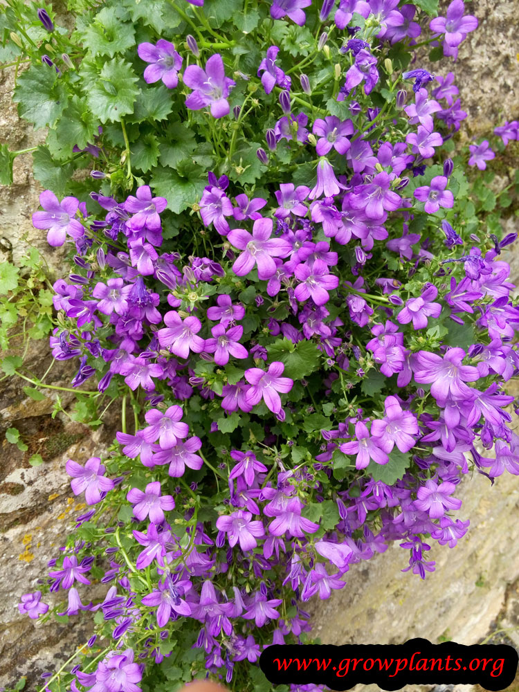 Campanula portenschlagiana