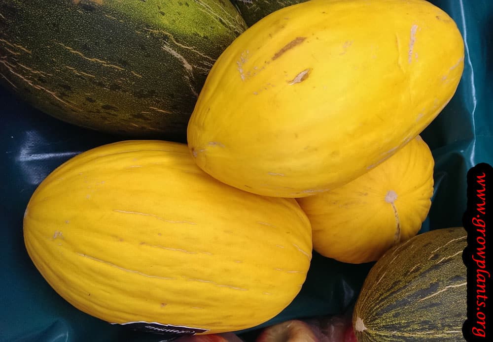 Canary melon