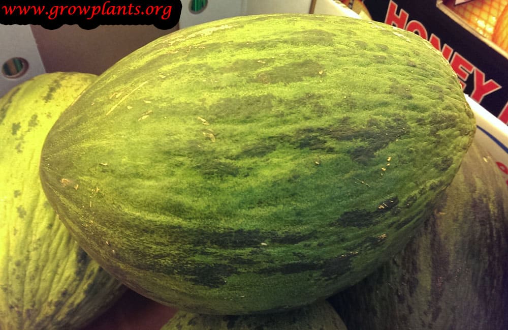 Canary melon care