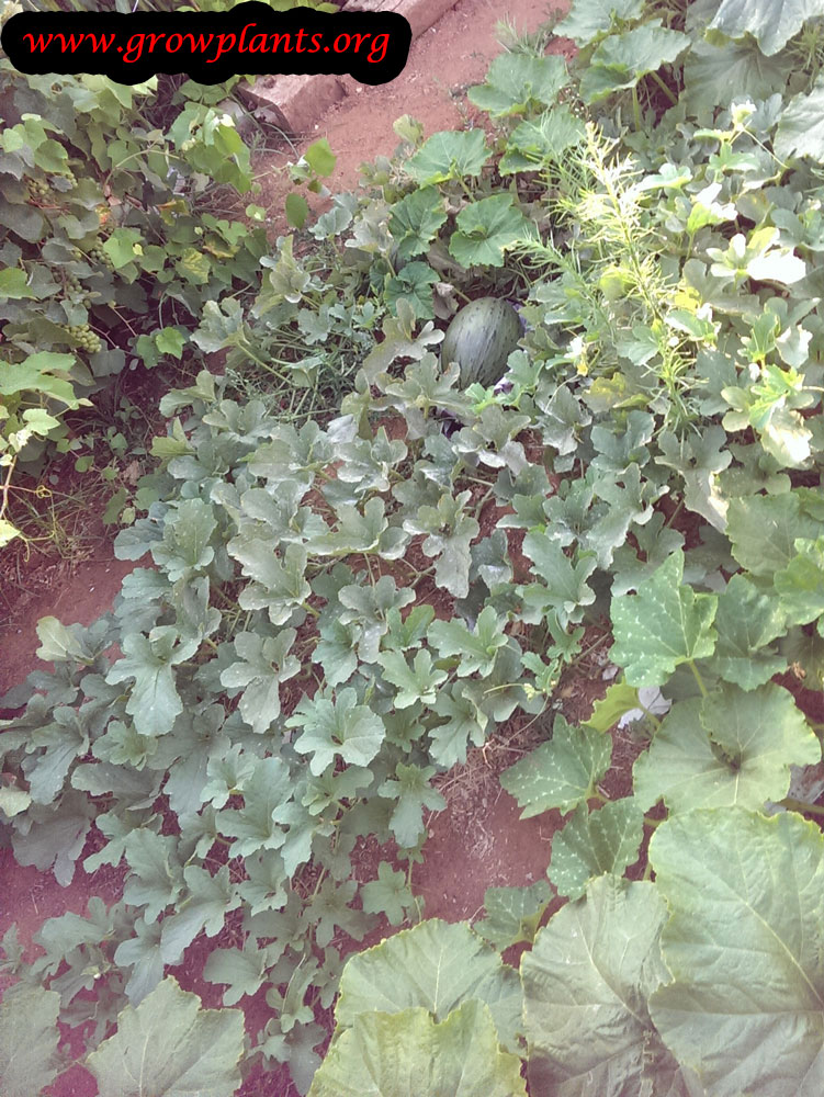 Canary melon plant