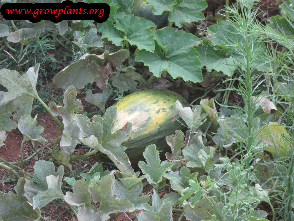 Canary melon How to grow & care