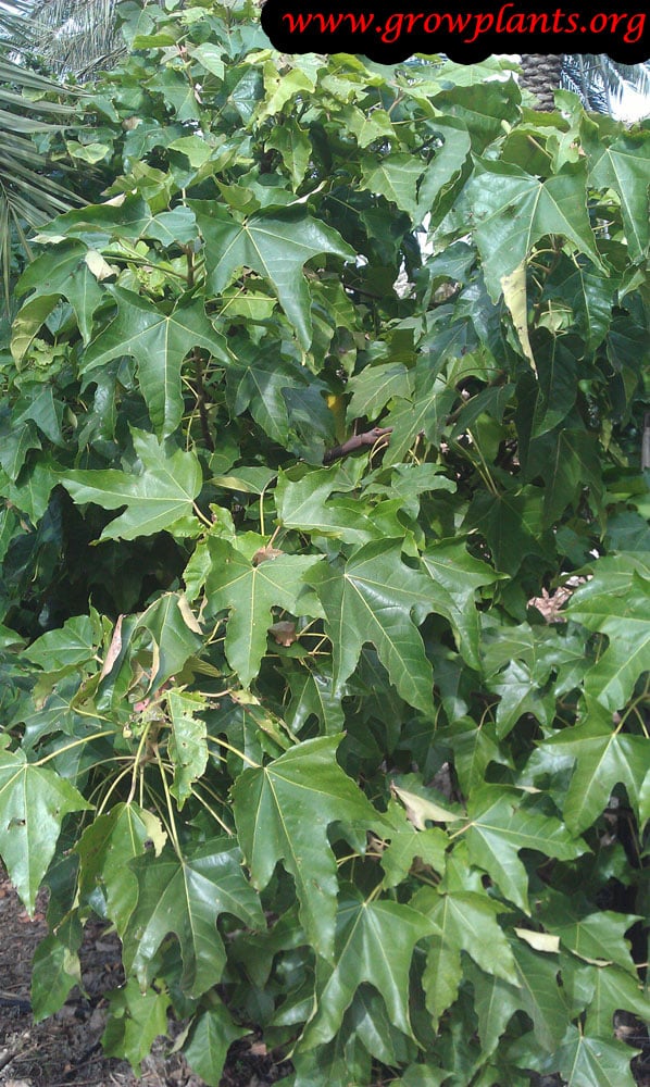 Candlenut tree