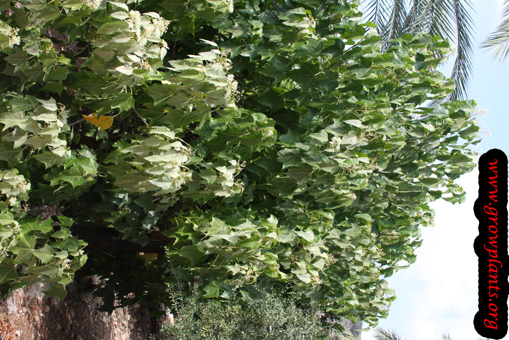 Candlenut tree growing