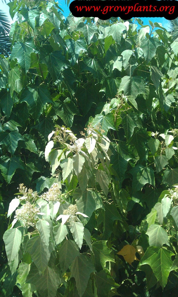 Candlenut tree care