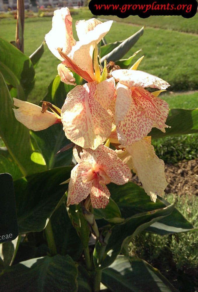 Canna indica How to grow & care