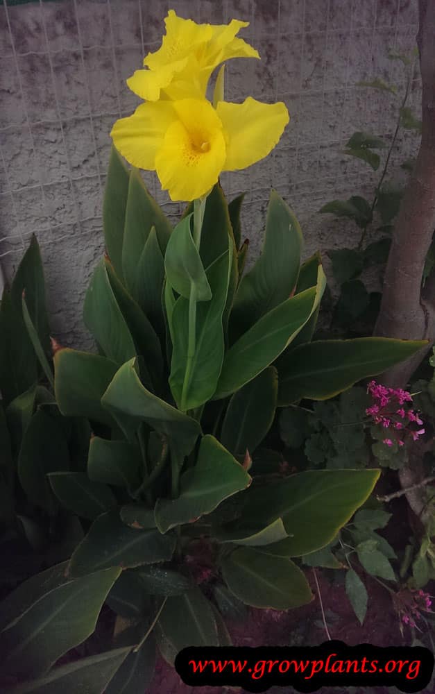 Canna indica How to grow & care
