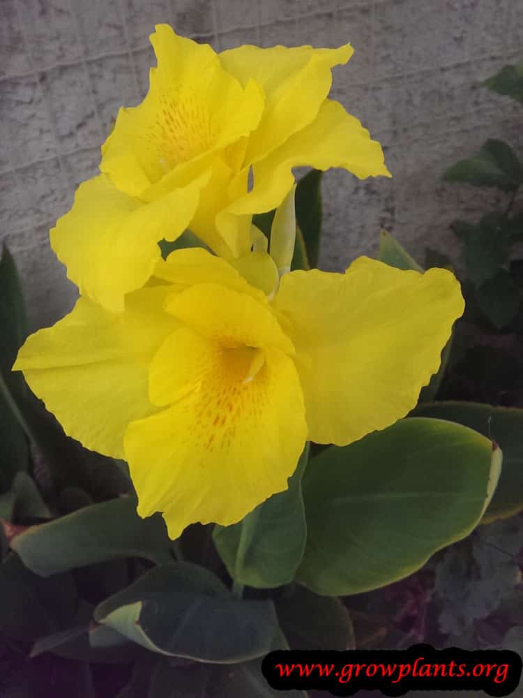 Canna indica How to grow & care