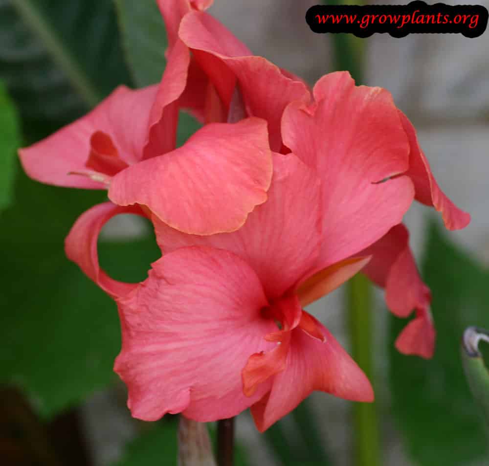 Canna indica How to grow & care