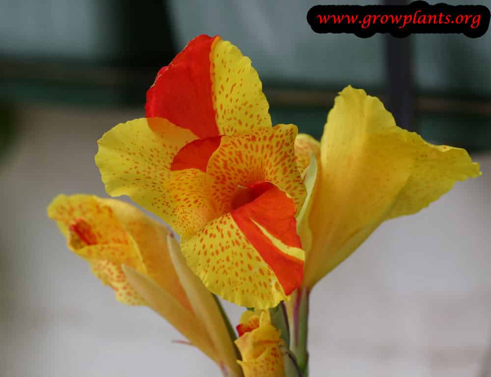 Canna indica How to grow & care