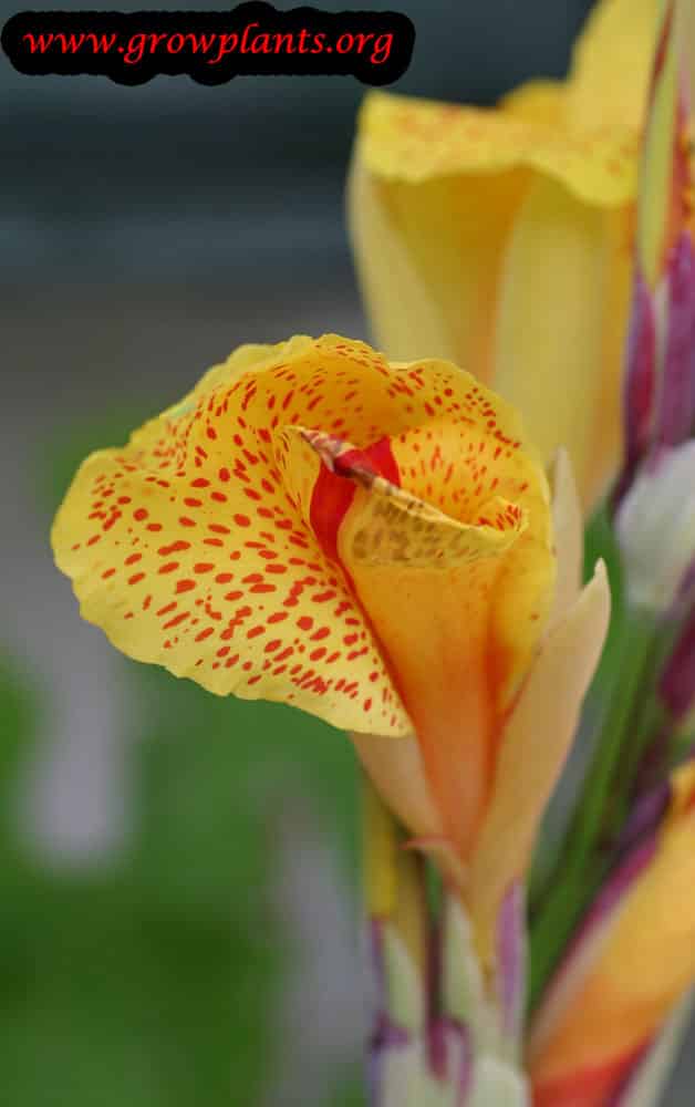 Canna indica How to grow & care