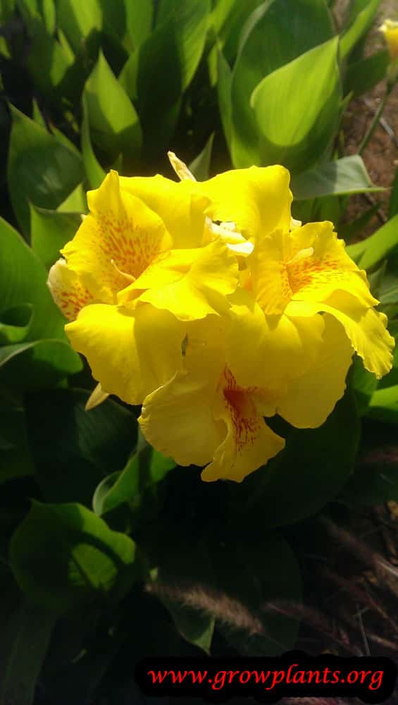 Canna indica How to grow & care