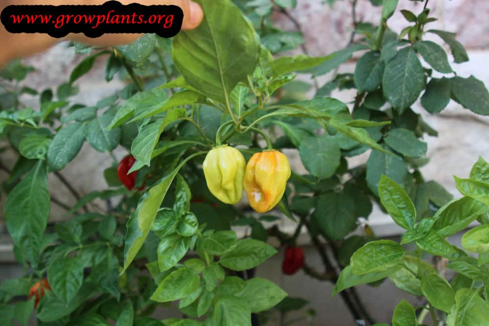 Capsicum chinense How to grow & care