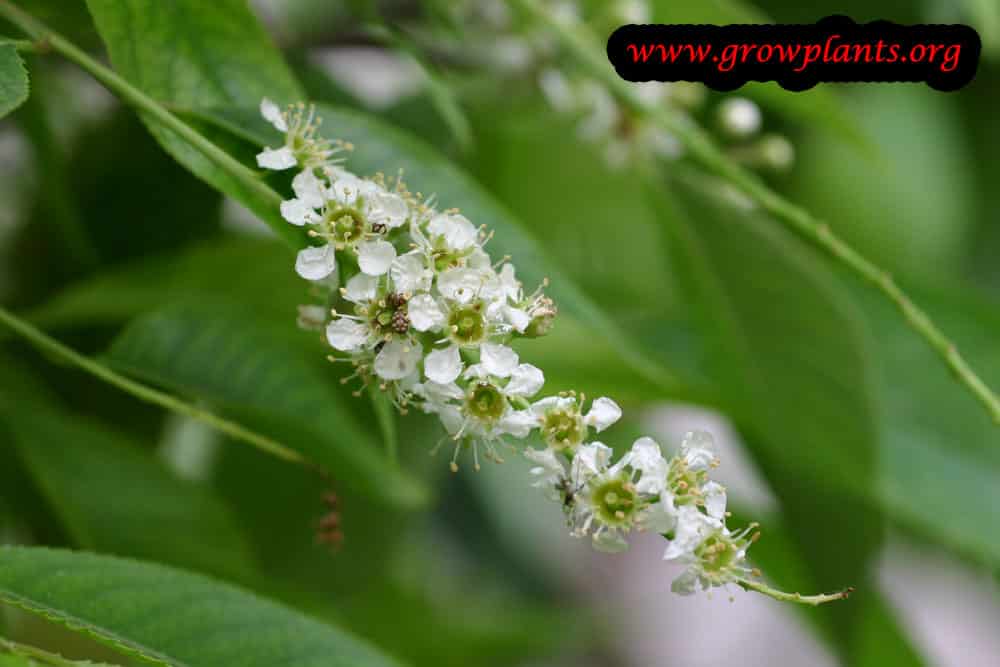Capulin cherry flowers