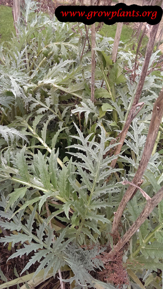 Cardoon