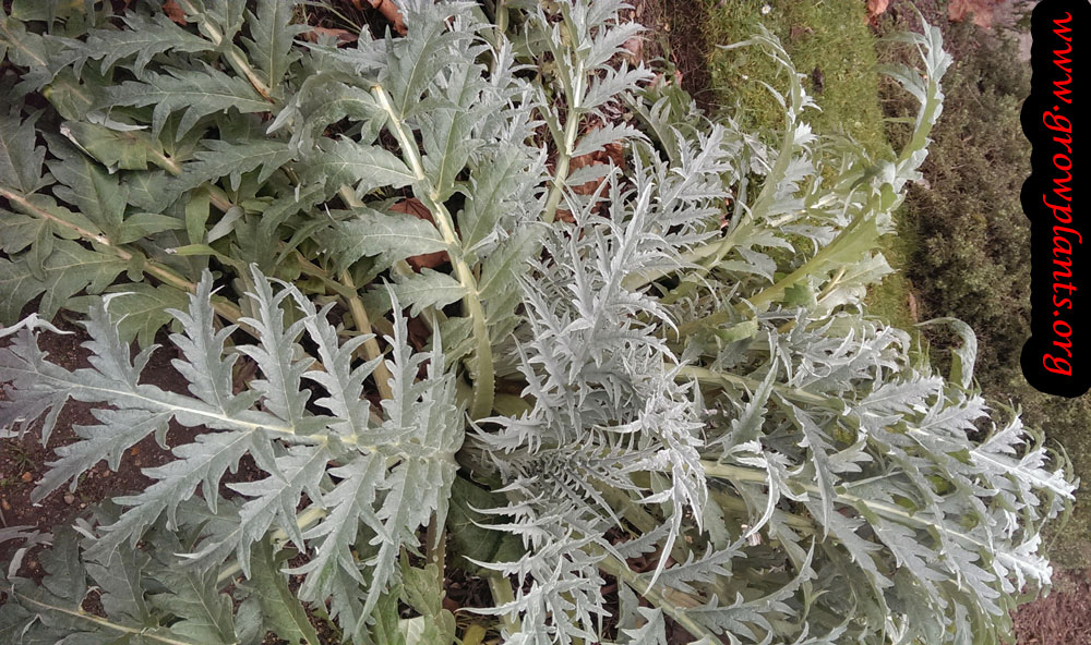 Growing Cardoon