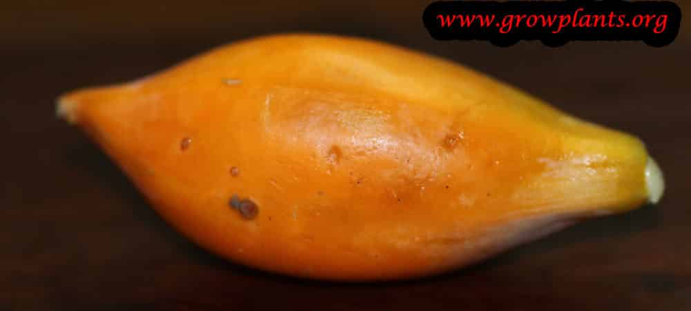 Carica quercifolia
