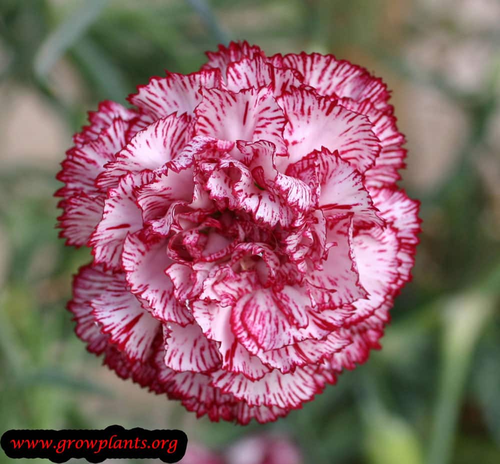Growing Carnation