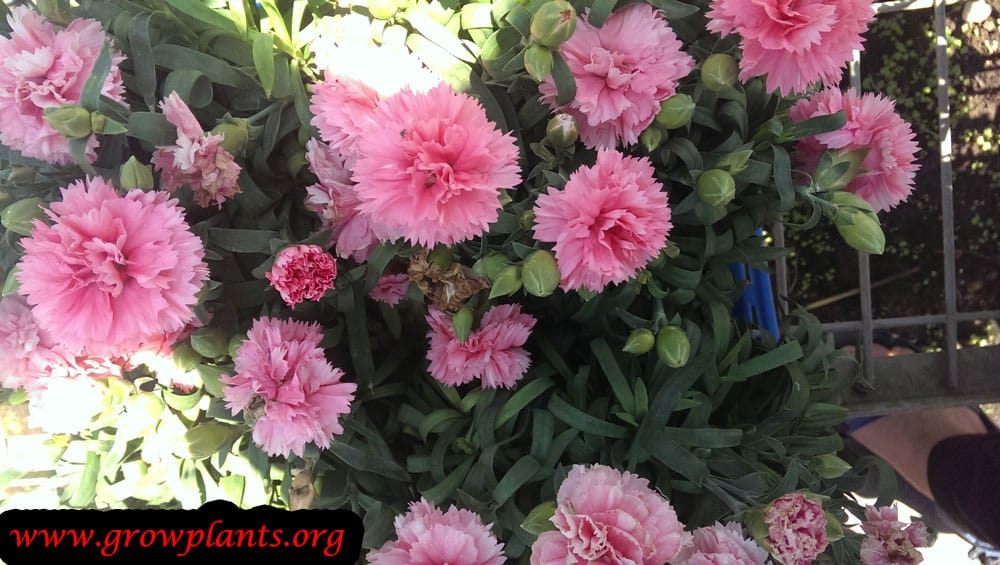Carnation plant care