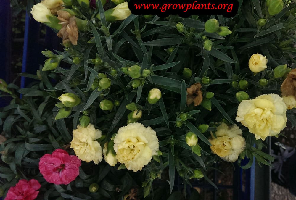 Carnation yellow flowers