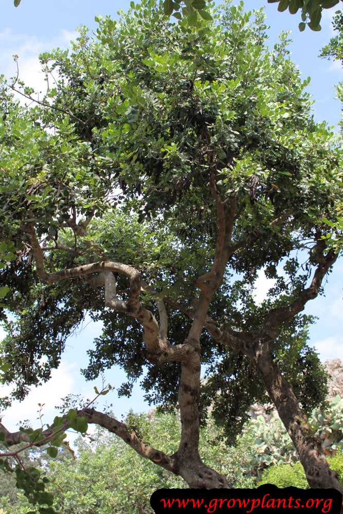 Carob tree How to grow & care