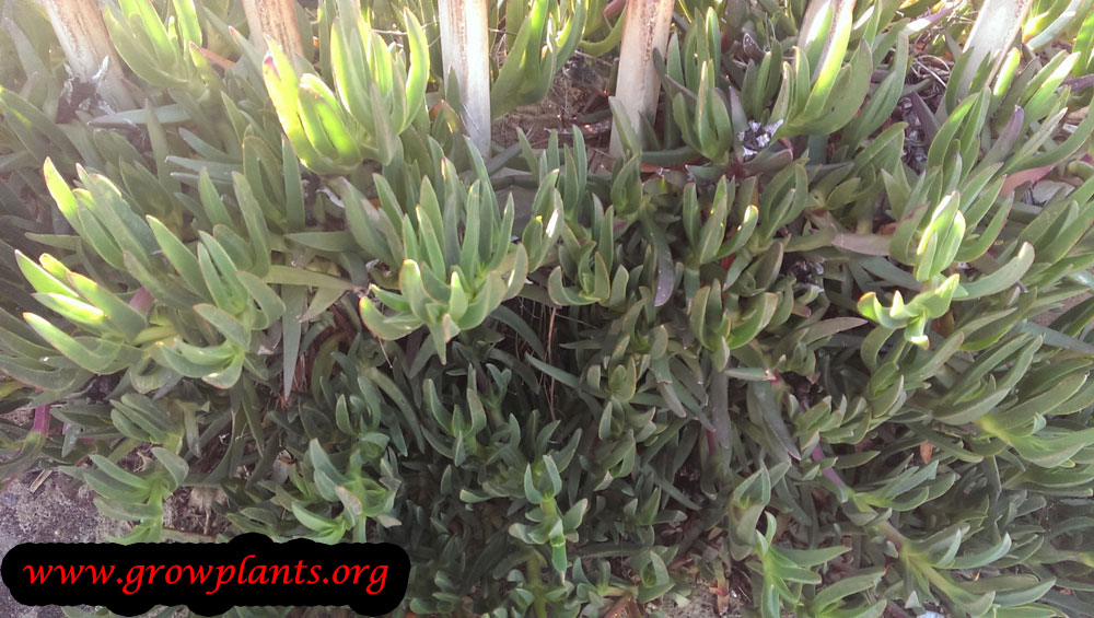 Carpobrotus edulis plant