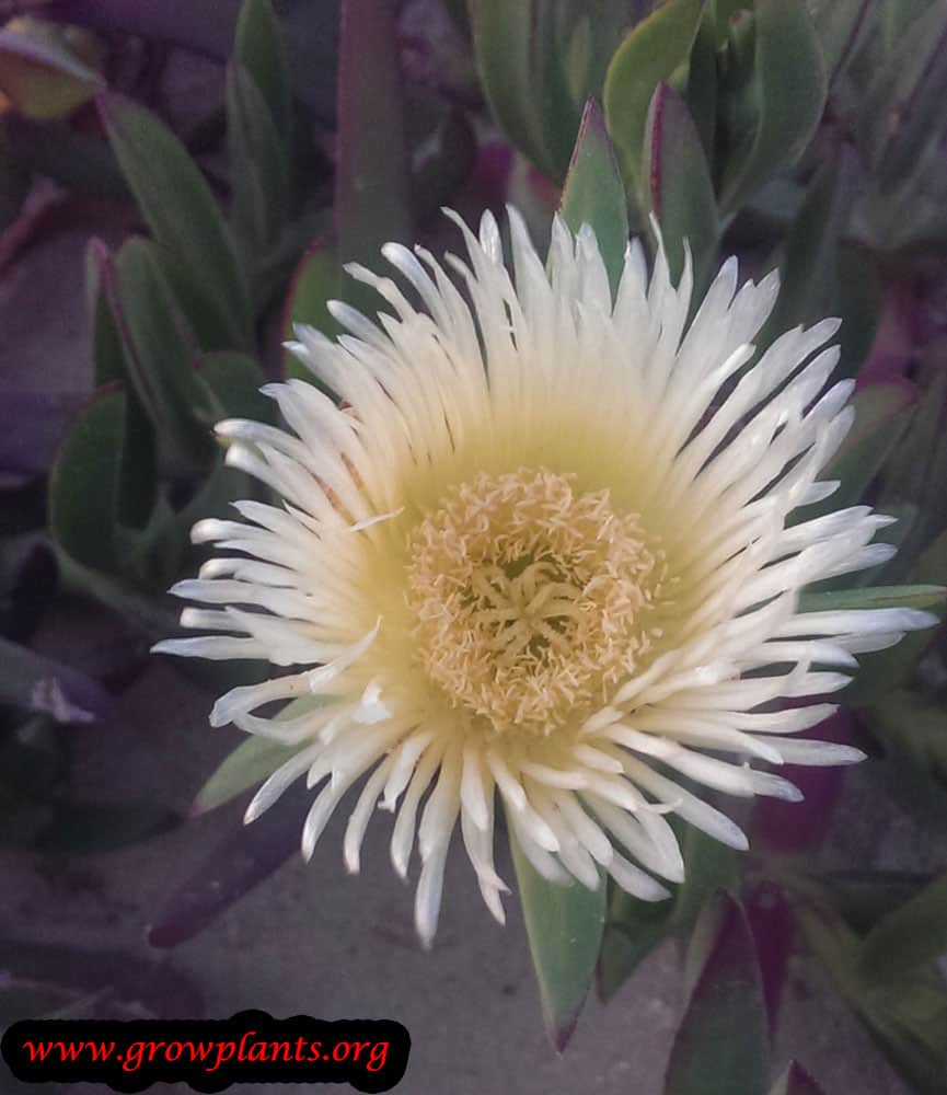 Carpobrotus edulis flower
