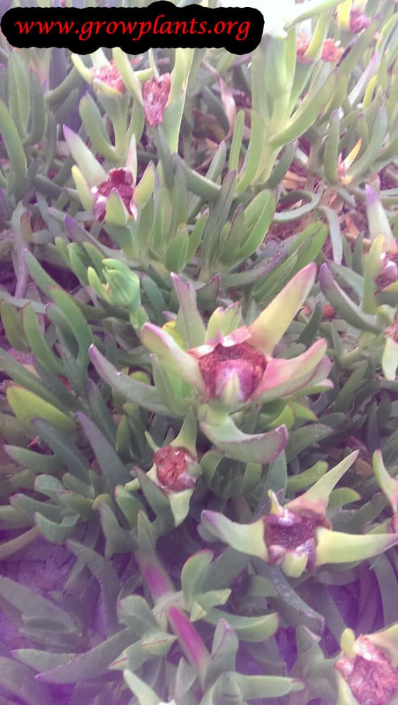 Growing Carpobrotus edulis