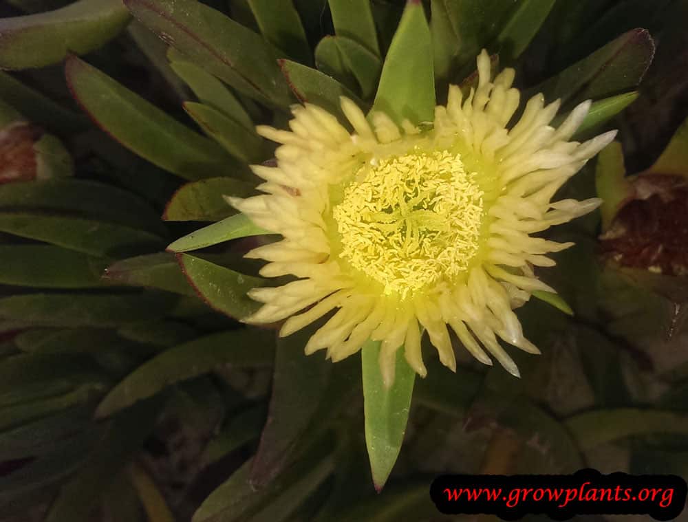 Carpobrotus edulis plant care