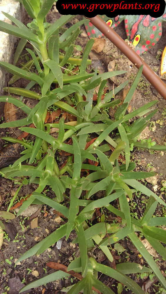 Harvest Carpobrotus edulis