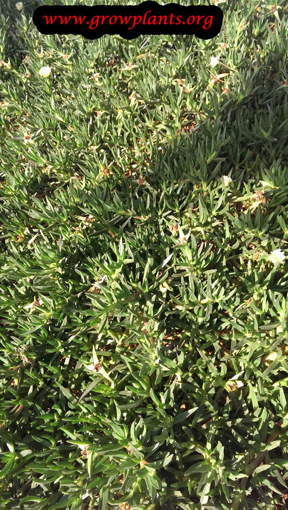 Carpobrotus edulis ground cover