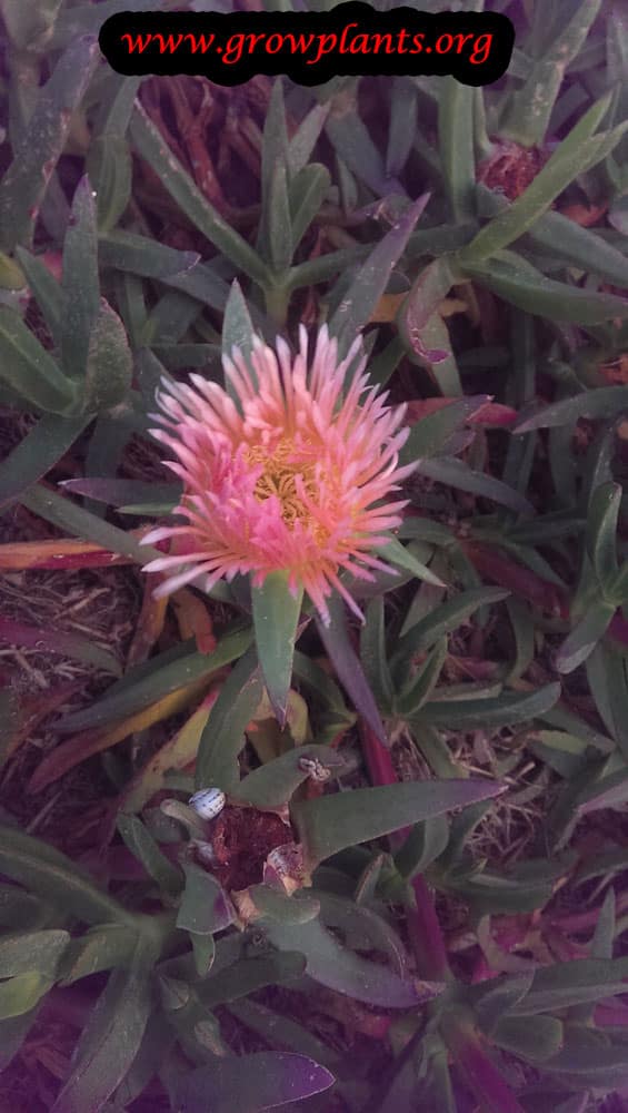 Carpobrotus edulis pink flower