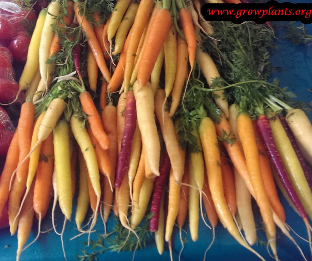 Carrot plant