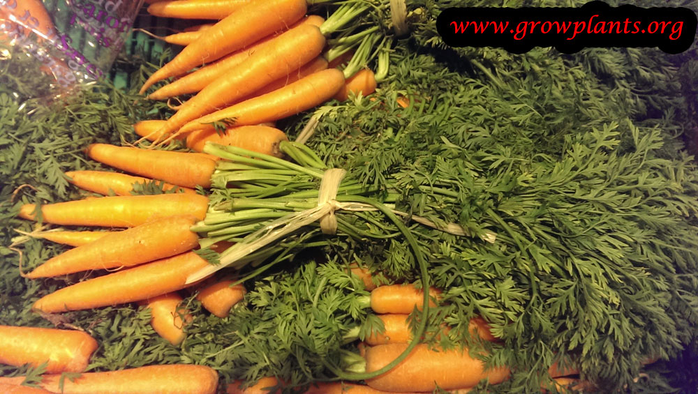 Harvest Carrot plant