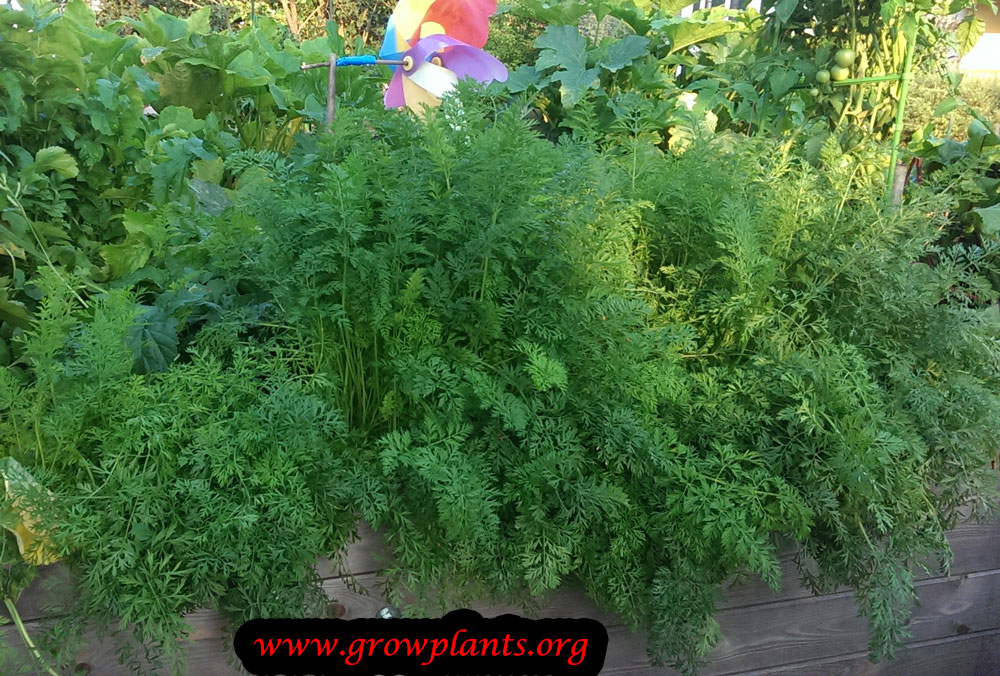 Carrot plant care