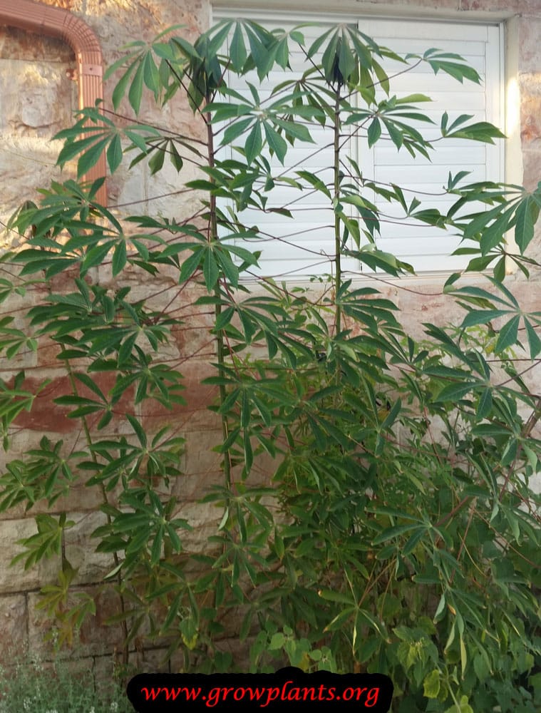 Cassava plant