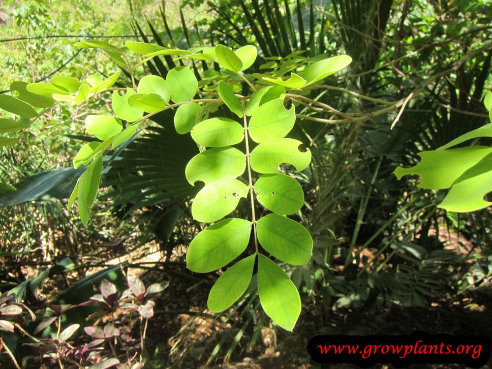 Cassia javanica