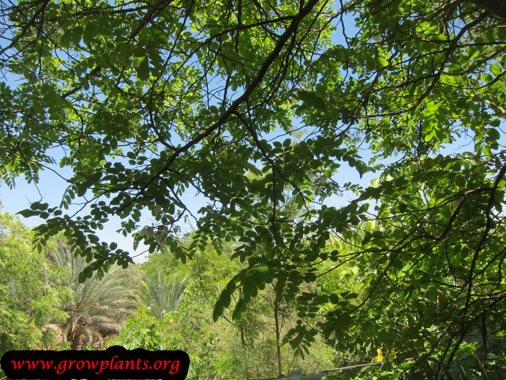 Cassia javanica plant care