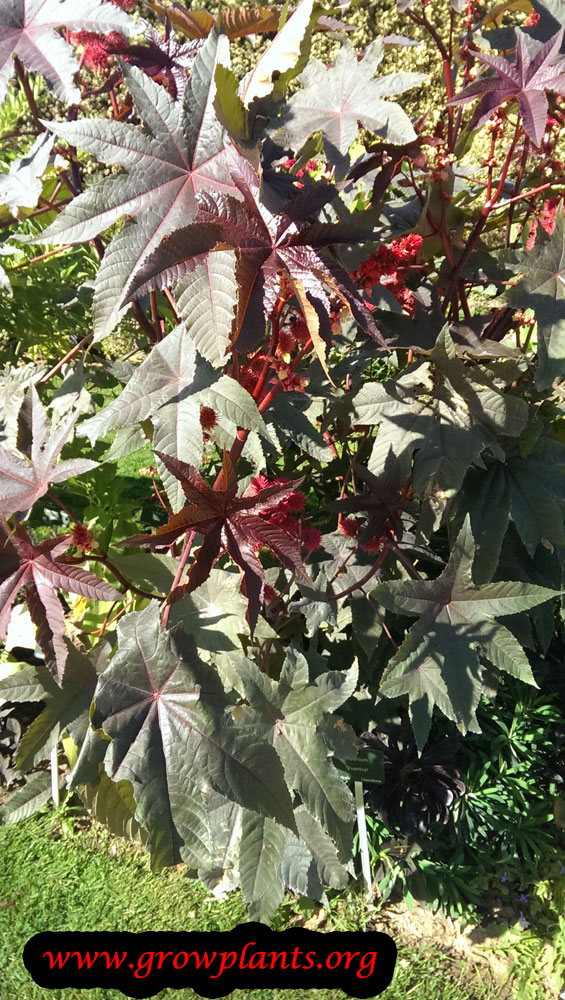 Ricinus communis
