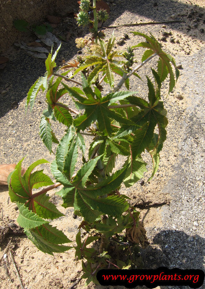 Growing Castor beans plant