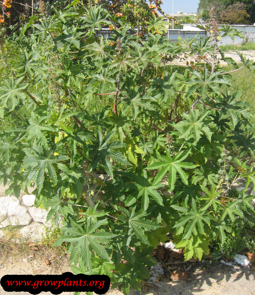 Ricinus communis plant care