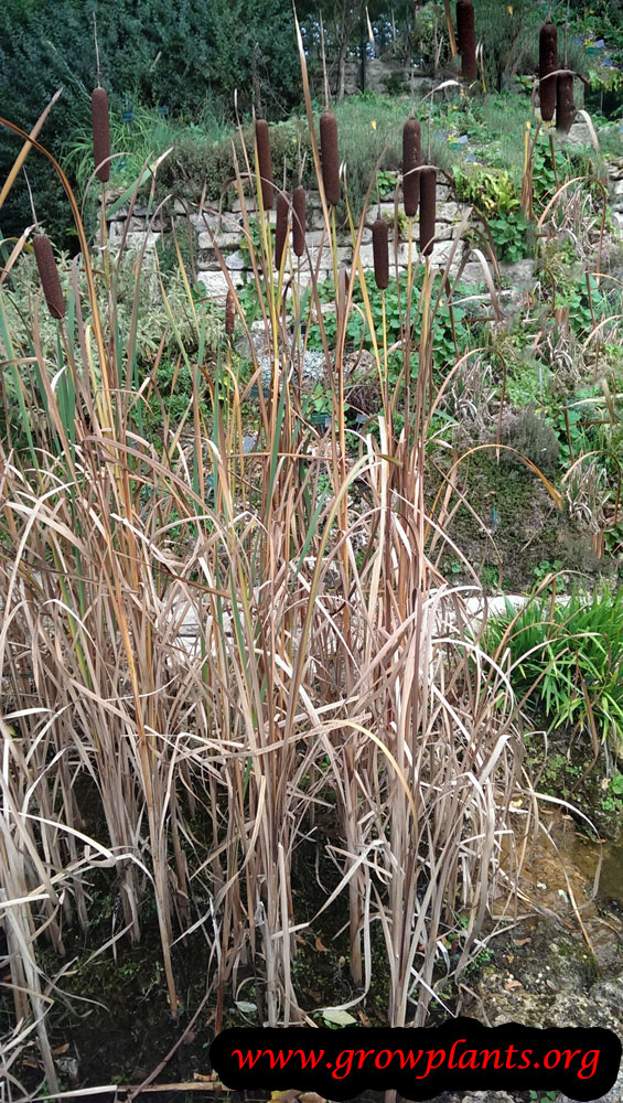 Cattails How to grow & care