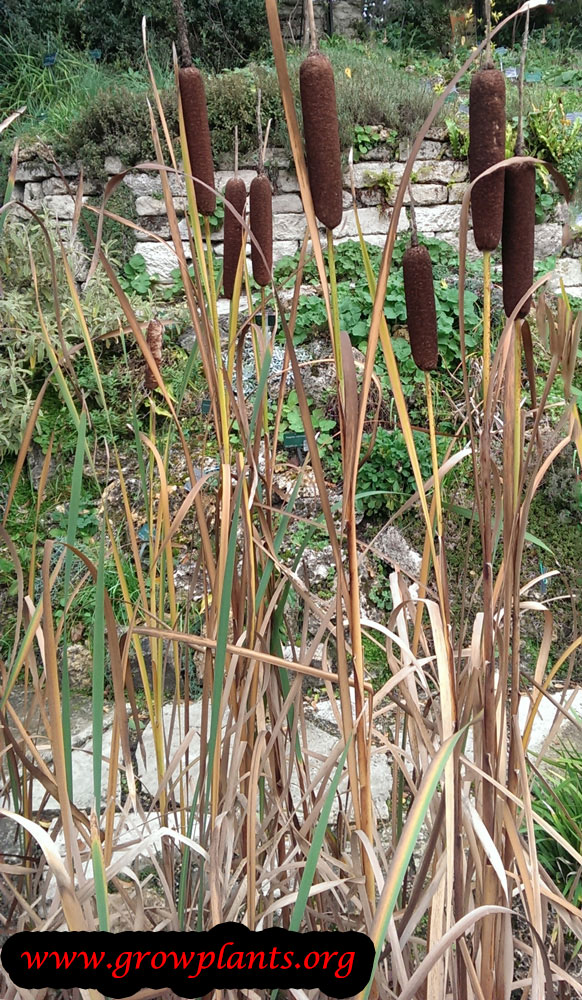 Cattails How to grow & care
