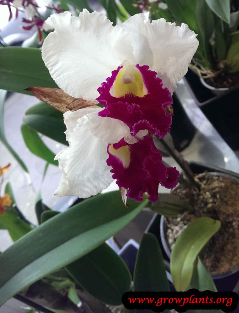 Cattleya