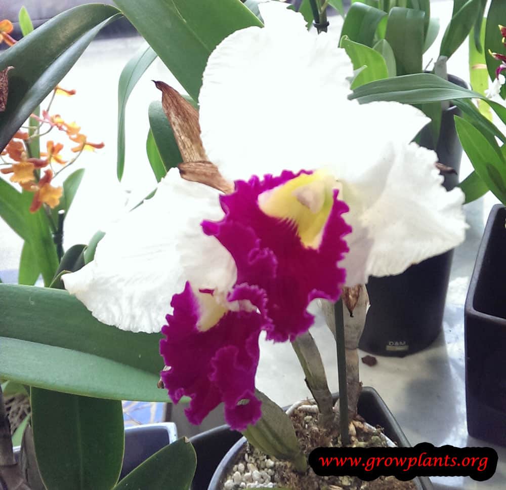 Cattleya plant
