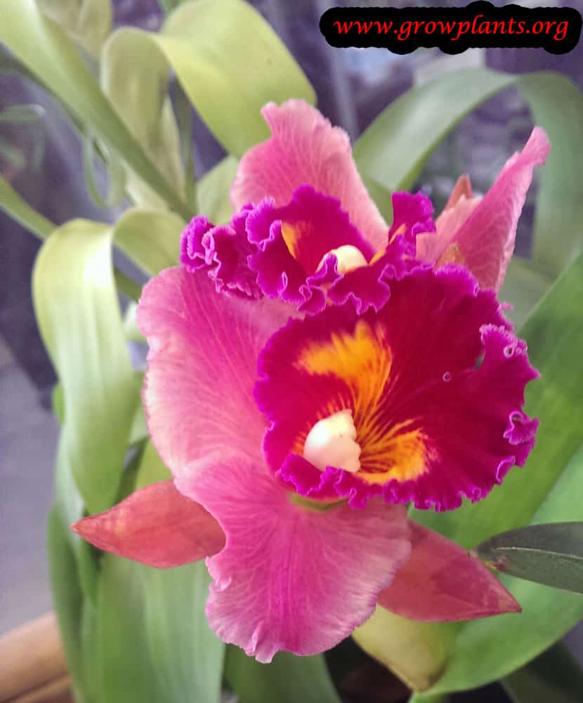 Cattleya plant care