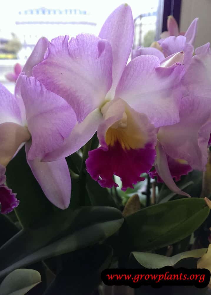 Growing Cattleya plant