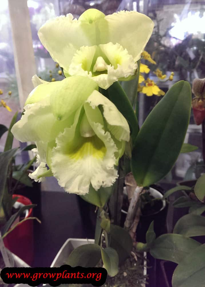 Cattleya orchid